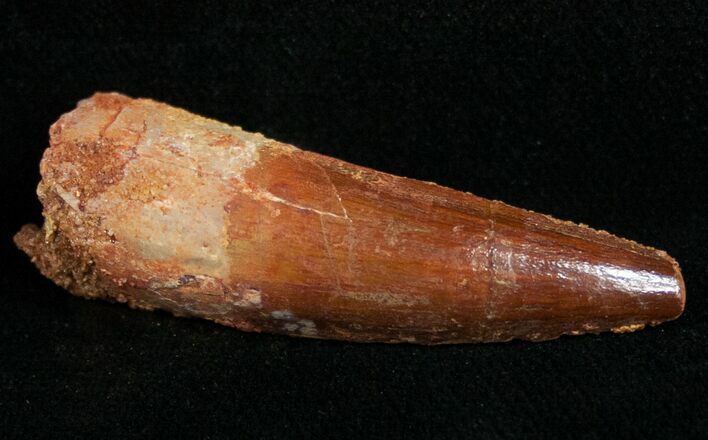 Juvenile Spinosaurus Tooth - Aquatic Dinosaur #10929